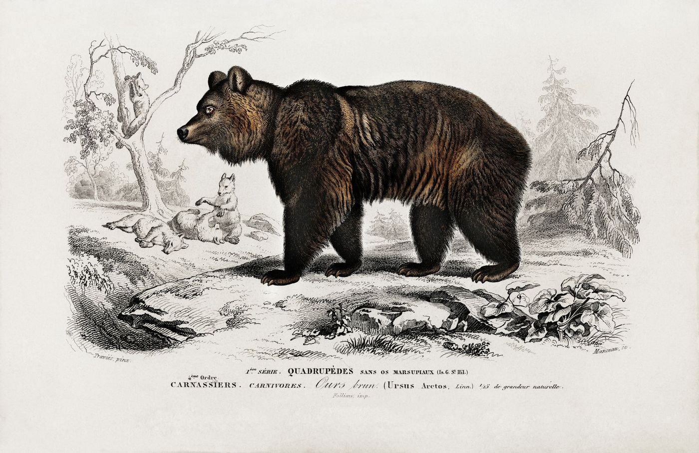 Bear
