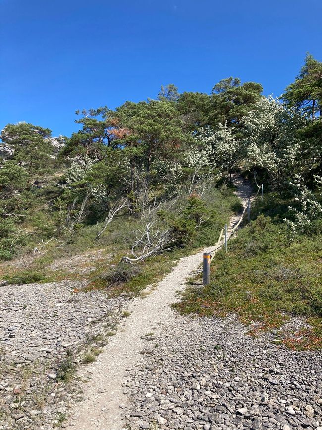 En smal grusstig som klättrar genom låg en- och tallvegetation förbi en vägmarkering med orange topp, under djupblå himmel.