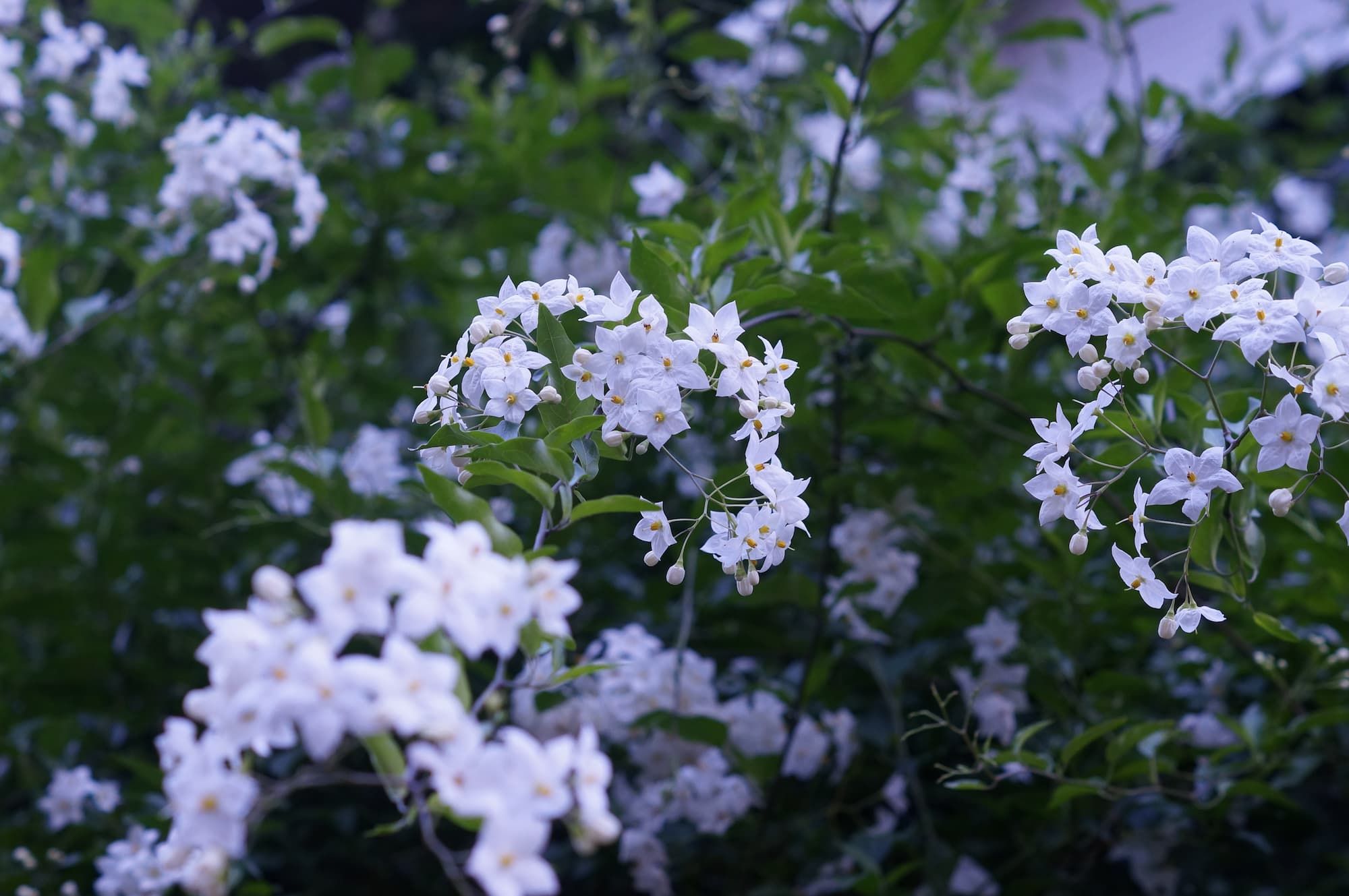 Clusters of small white star-shaped flowers with yellow centers against dark green leaves.